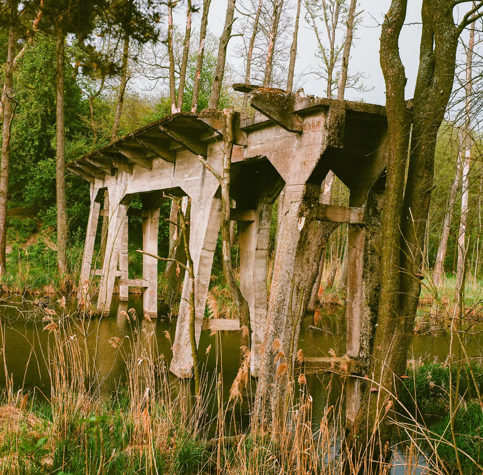Ruiny betonowego mostu stojącego w krzakach nad rzeką Pisią.